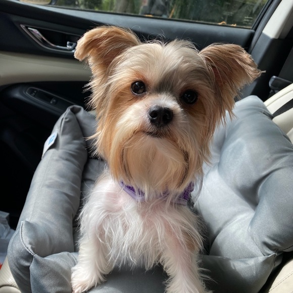 Meet your Posher, Donna - Picture 3 of 8